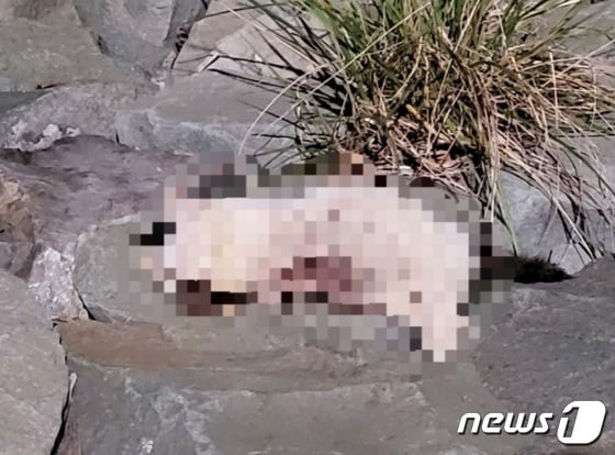 부산 사하구 하단동 강변도로 산책길에서 길고양이 사체가 훼손돼 있다.(부산길고양이보호연대 제공)© 뉴스1