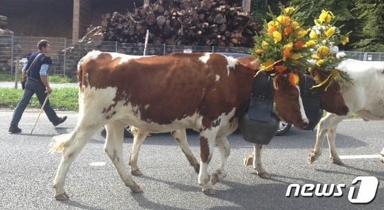꽃을 장식하고 산에서 내려오는 소들, 데잘프(désalpe). © 신정숙 통신원