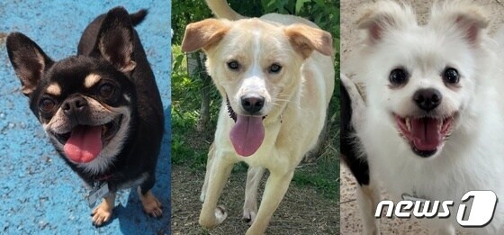 경기도도우미견나눔센터에서 보호 중인 강아지들. 왼쪽부터 토비, 푸, 유희 (도우미견나눔센터 제공) © 뉴스1