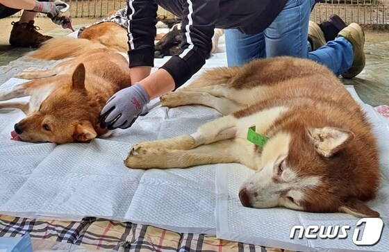 자원봉사자들이 8월29일 경기 광주시에 위치한 동물보호소 용보협에서 중성화 수술이 끝난 개들의 회복을 돕고 있다. © 뉴스1 최서윤 기자