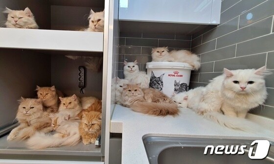 9일 오피스텔에 방치돼 있던 고양이들이 임시 보금자리 수납장에 옹기종기 모여 있다. © 뉴스1 최서윤 기자