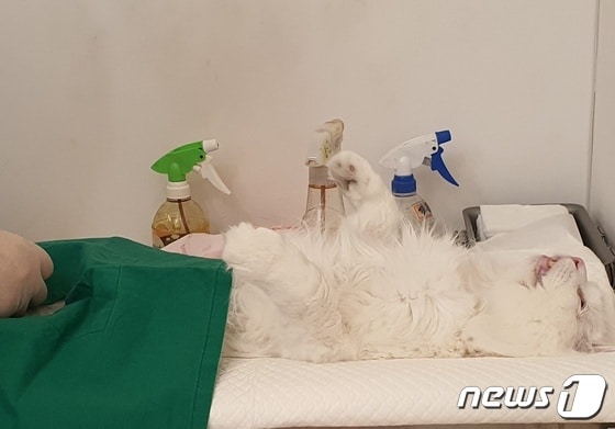 9일 수의사들이 고양이 중성화 수술을 진행하고 있다. © 뉴스1 최서윤 기자