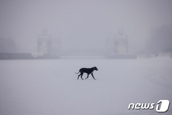 개 한 마리가 2021년 12월 12일(현지시간) 얼어붙은 러시아 모스크바 강을 건너고 있다.(사진은 기사 내용과 무관함) © AFP=뉴스1 © News1 김지현 기자