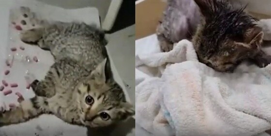 끈끈이에 잡힌 새끼 고양이(왼쪽)는 치료 뒤 털이 모두 뜯긴 상태(오른쪽)다. (케어 공식 인스타그램 갈무리) © 뉴스1