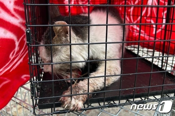 동물구조119가 구조한 길고양이 © 뉴스1