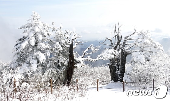 태백산 주목의 겨울. 청년주목의 풍성한 이파리들이 눈송이를 흠뻑 이고 있는 가운데, 노인주목의 검은 줄기와 가지가 기품을 뿜어내고 있다. 사진 안주봉 © 뉴스1