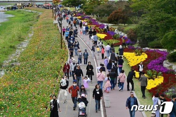 장성 황룡강 가을꽃축제. © News1