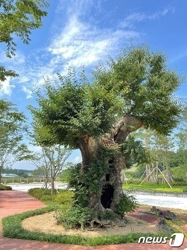 감사원 감사 대상이 된 영동군이 구입한 고가의 느티나무. /뉴스1