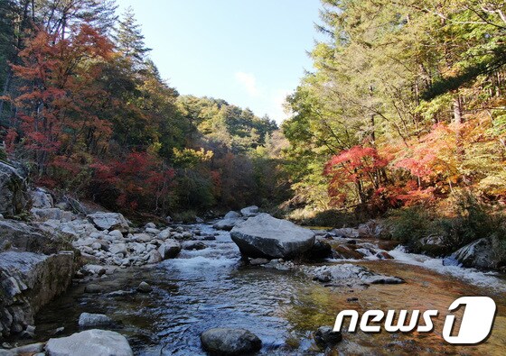 13일 오후 강원도 평창군 오대산 자락 계곡에 단풍이 물들기 시작하고 있다.  2022.10.13/뉴스1 © News1 구윤성 기자