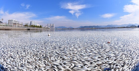 물고기 떼죽음 사고 발생한 마산 해양신도시
