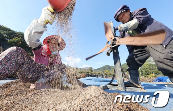 지난해 10월 25일 경남 함양군 마천면 금계마을 들깨밭에서 노부부가 가을걷이를 하고 있다. (자료사진, 기사내용과 직접 관련 없음) /뉴스1
