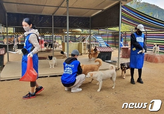 내추럴발란스 블루엔젤봉사단이 23일 경기 용인시 한 동물보호소에서 봉사활동을 하고 있다. © 뉴스1 최서윤 기자