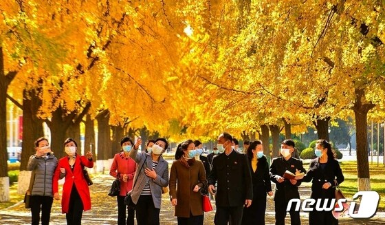 (평양 노동신문=뉴스1) = 북한 노동당 기관지 노동신문은 26일 평양 거리의 은행나무들을 소개하며 