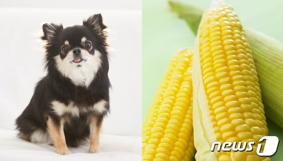 강아지와 옥수수(사진 이미지투데이) /뉴스1