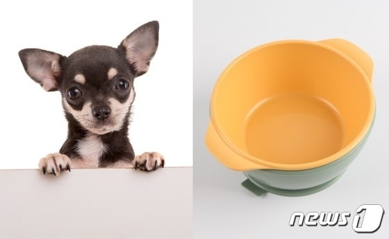 강아지(이미지투데이)와 출시를 앞둔 친환경 옥수수 반려동물용 식기 제품(한국펫산업소매협회 제공)