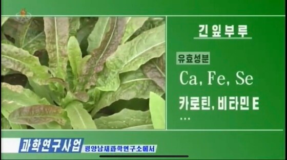 평양남새과학연구소가 품종 연구 중인 긴입부루(상추)(조선중앙TV 갈무리)© 뉴스1 
