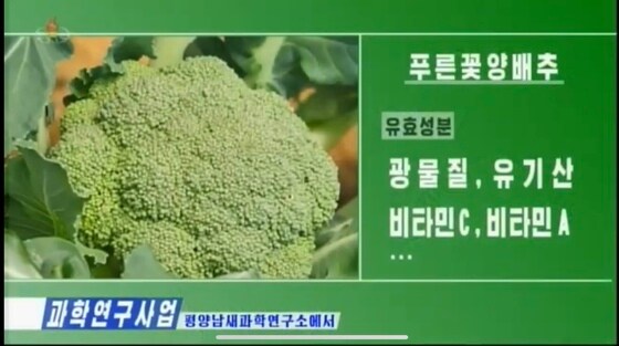 평양남새과학연구소가 품종 연구 중인 브로콜리.(조선중앙TV 갈무리)© 뉴스1 