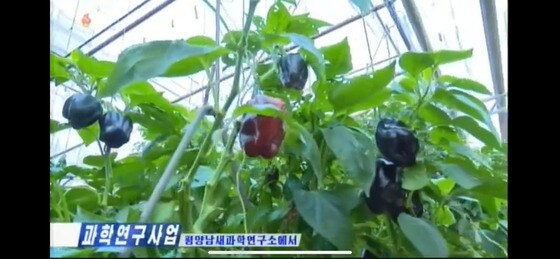평양남새과학연구소가 개발한 검은색의 채소. (조선중앙TV 갈무리)© 뉴스1 