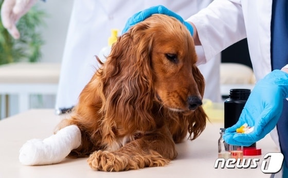 동물병원에서 치료 받는 강아지(이미지투데이)