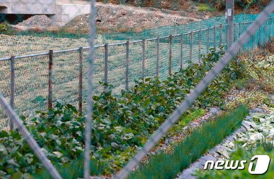전북 임실군이 야생동물에 의한 농작물 피해를 줄이기 위해 운영하고 있는 '유해 야생동물 피해방지단'이 성과를 거두고 있는 것으로 나타났다.(임실군 제공)2022.11.21/뉴스1