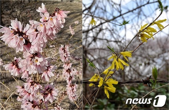 우이령에서 사는 세계적인 희귀식물. 왼쪽 미선나무. 꽃이 예쁜 부채 같다는 이름이다. 사진 황영심 / 오른쪽 산개나리. 개나리보다 색이 연하다. 사진 북한산국립공원사무소.