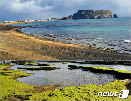 <위> 광치기해변의 노랑・검정 모래와 민트색 바다. <아래> 썰물 때 드러나는 초록 암반이 광야 같이 넓어서 광치기해변이라 부른다.