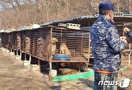 한국HSI는 8일 충남 아산의 한 개농장에서 농장주(사진)를 설득해 농장을 폐쇄하고 개들을 구조했다. © 뉴스1 최서윤 기자