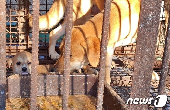한국HSI는 8일 충남 아산의 한 개농장에서 농장주를 설득해 농장을 폐쇄하고 개들을 구조했다. © 뉴스1 최서윤 기자