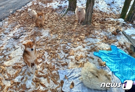수락산을 떠돌아다니다 구조된 강아지들(사진 인스타그램 heejunpark215) © 뉴스1