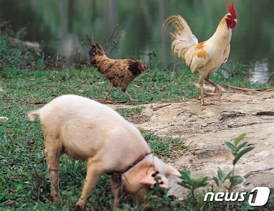 돼지와 닭(사진 이미지투데이)
