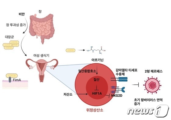 비만 시 질 내 공생미생물과 감마델타 T세포 상호 작용을 통한 항헤르페스 면역반응 강화 메커니즘(=KAIST 제공)