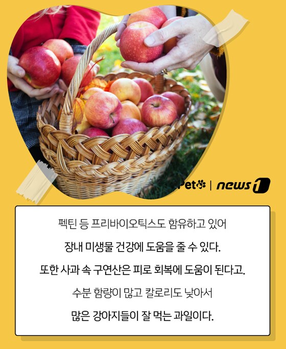 펫카드 사과 © 뉴스1