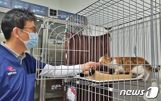 고양이 밀레에게 간식을 주고 있는 박순석 수의사 © 뉴스1 최서윤 기자