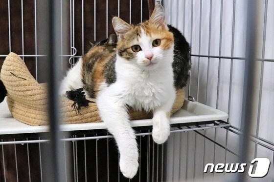 새 가족을 기다리고 있는 고양이 밀레(박순석동물메디컬센터 제공) © 뉴스1