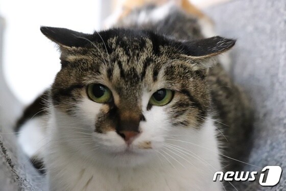 새 가족을 기다리고 있는 고양이 카모(박순석동물메디컬센터 제공) © 뉴스1