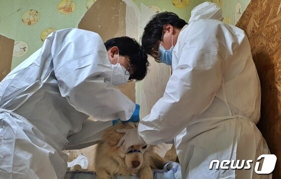 수의사들이 6일 경기 양주시에 위치한 동물보호소에서 강아지의 귀를 닦아주고 있다. © 뉴스1 최서윤 기자