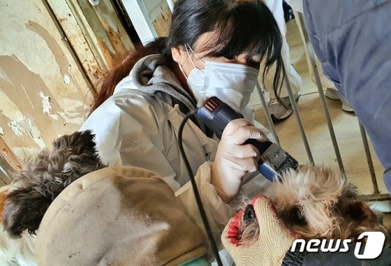 수의사들과 봉사자들이 6일 경기 양주시에 위치한 동물보호소에서 봉사활동을 하고 있다. © 뉴스1 최서윤 기자