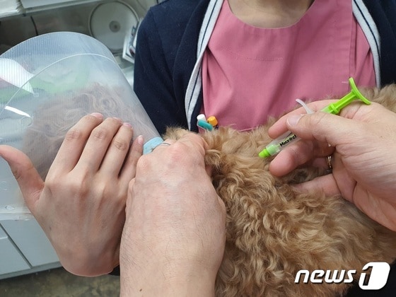 서울 도봉구 동물병원에서 반려견에게 내장형 동물등록칩을 삽입하고 있다.© 뉴스1