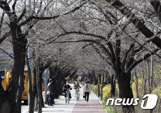 서울 여의도 벚꽃길의 모습. 2022.3.29/뉴스1 © News1 신웅수 기자