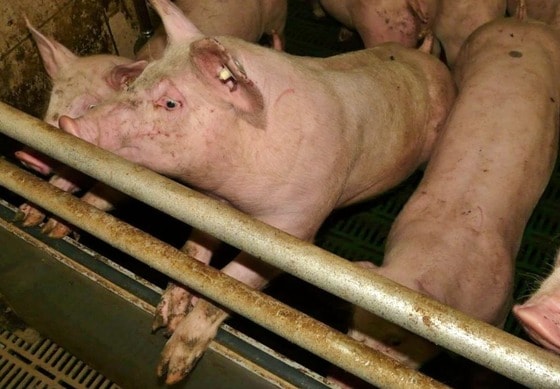 농가에서 사육되고 있는 돼지들(동물권행동 카라 인스타그램) © 뉴스1