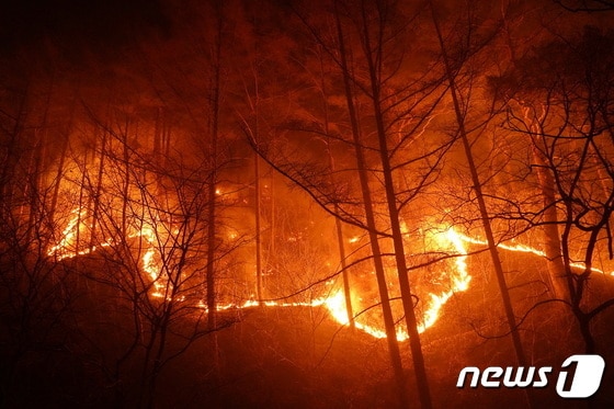 경북 울진군 금강송면 금강소나무숲 인근까지 접근한 산불© 뉴스1