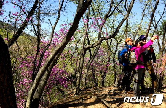 진달래 능선. 부드러운 등산로 주변으로 화사하게 피어난 진달래의 향연. 사진 북한산국립공원사무소 © 뉴스1