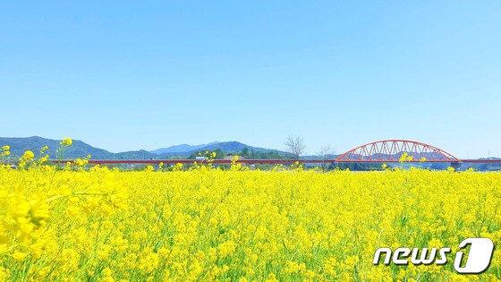 광양시 진월면 오사리 유채꽃밭© 뉴스1