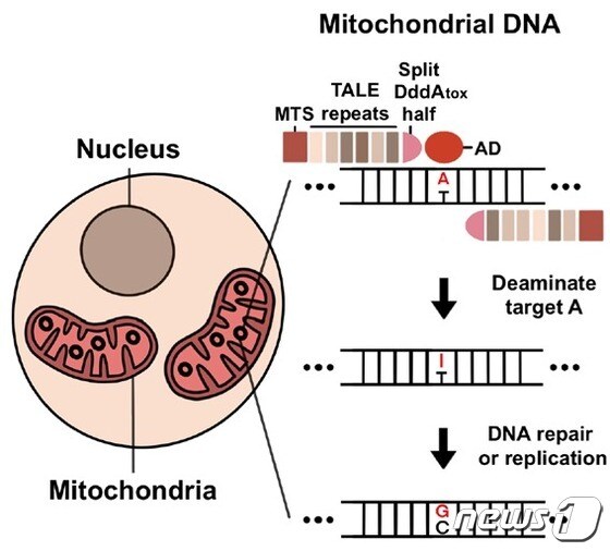 미토콘드리아 DNA에서 TALED의 아데닌 염기 교정 모식도(IBS 제공)© 뉴스1