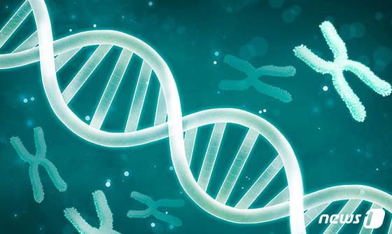 DNA 모습. DNA를 통해 특유의 유전자가 대를 이어 전해진다. © News1 윤주희 디자이너