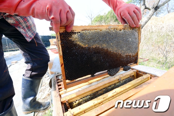 꿀벌 사라진 벌통.( 사진은 기사 내용과 관계없음)/뉴스1 DB 