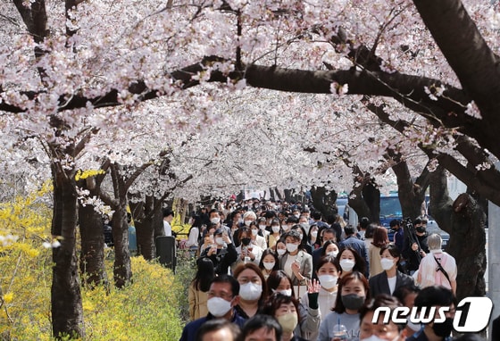 8일 오후 서울 영등포구 여의도 윤중로를 찾은 시민들이 벚꽃길을 걸으며 봄을 만끽하고 있다. 2022.4.8/뉴스1 © News1 김진환 기자