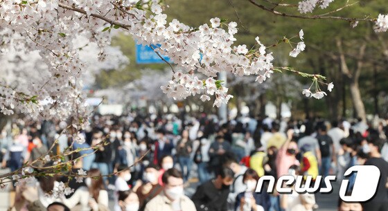 9일 오후 3년 만에 전면 개방된 서울 여의도 윤중로 벚꽃길이 만개한 벚꽃을 보려는 상춘객들로 붐비고 있다. 정부는 오는 15일 사회적 거리두기에 대한 새로운 방안을 발표할 예정이다./뉴스1 © News1 박지혜 기자