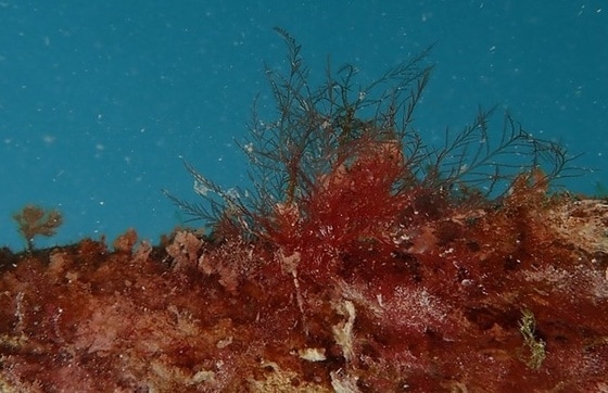 바닷 속에서 자생하는 해조류 ‘가는보라색우무’ 모습.(국립해양생물자원관 제공) © 뉴스1