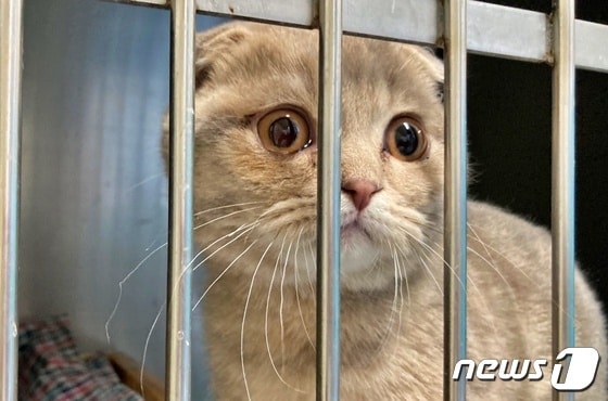전쟁이 난 우크라이나에서 장모씨와 함께 탈출해 국내 입국한 고양이. 검역증이 없어서 9일 인천 영종도계류장에 계류 중이다.(장씨 제공) © 뉴스1
